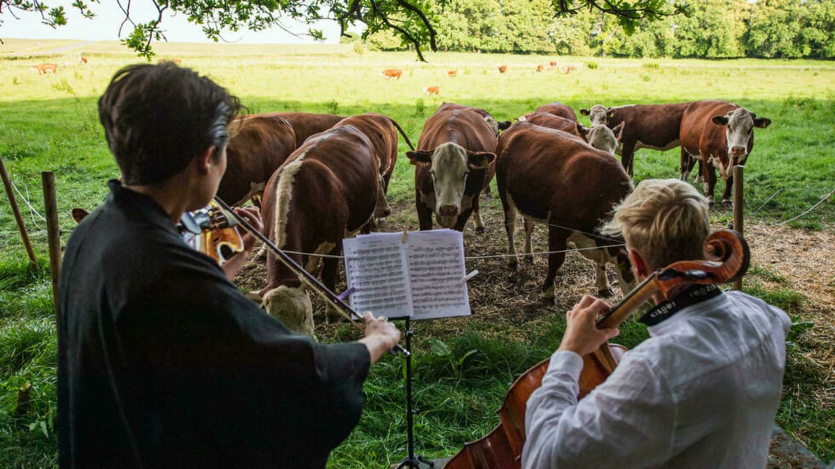 Violoncellista v Dánsku během pandemie začal hrát pro stádo krav. 