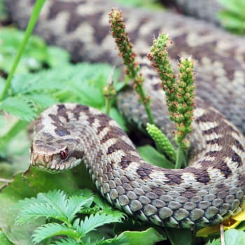 Zatím se neví, jaký had chlapce uštknul. V Česku však žije jediný jedovatý had – zmije obecná.