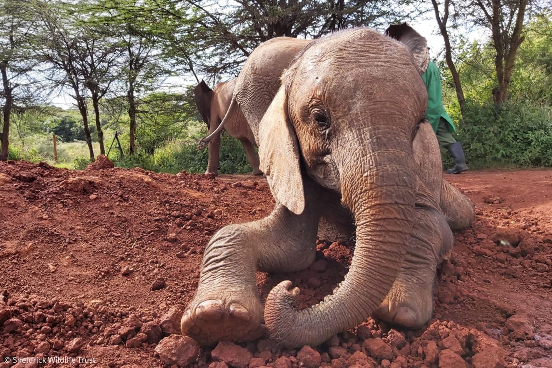 Díky spolupráci dvou nadací a keňské správy parků se třináctičlenné sloní stádo bude moci vrátit do přírody.