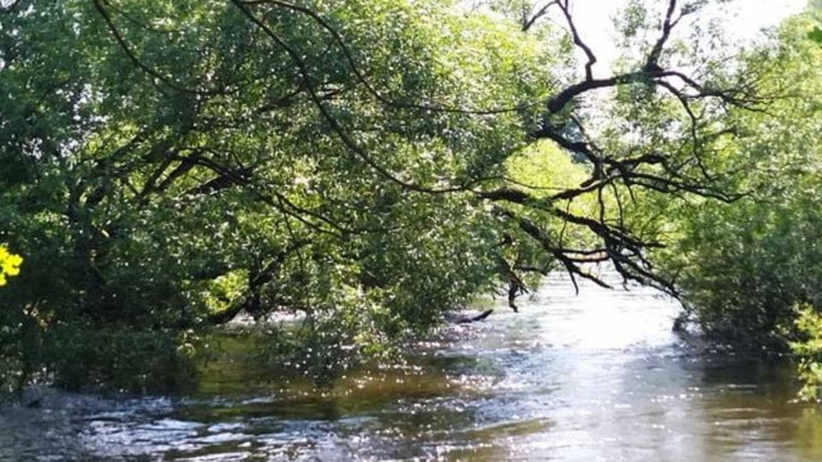 Řeka se po bouřkách rozvodnila, jsou v ní větve a stromy.