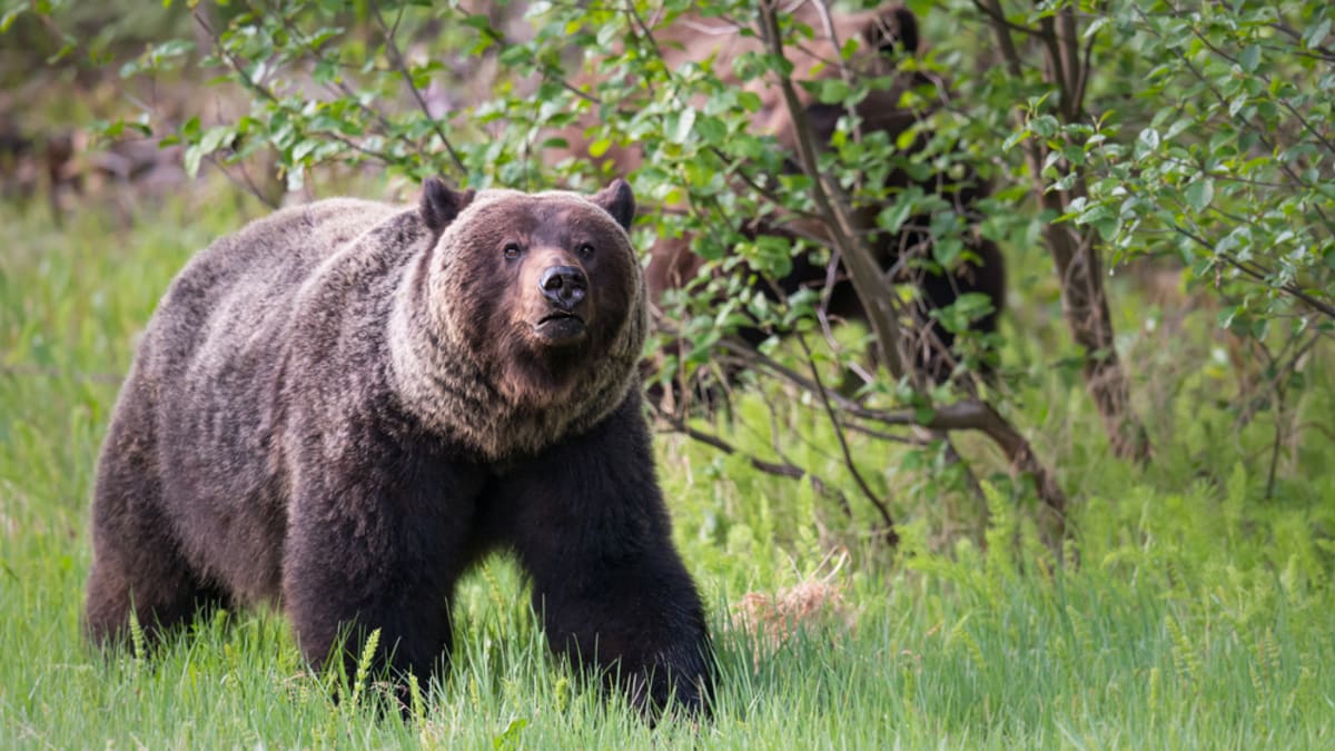 Medvěd grizzly usmrtil v Montaně ženu (ilustrační snímek).