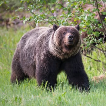 Medvěd grizzly usmrtil v Montaně ženu (Ilustrační snímek).