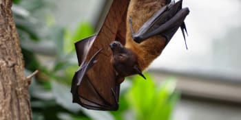 V zoo létal netopýr se vzteklinou. Přespávalo v ní 200 návštěvníků, mohli se nakazit