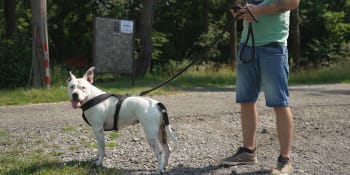Na procházku se psem v zahraničí jen na vodítku. Kdy je nutné nasadit i náhubek?