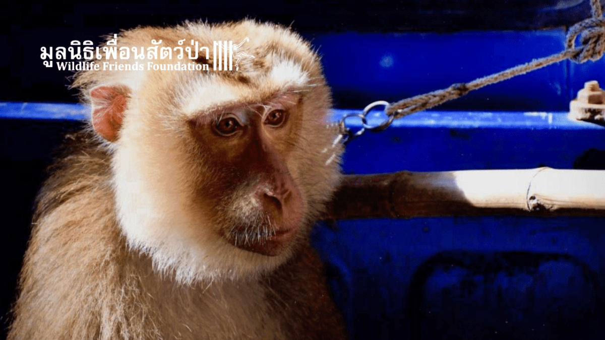 Opičák Kim před záchranou