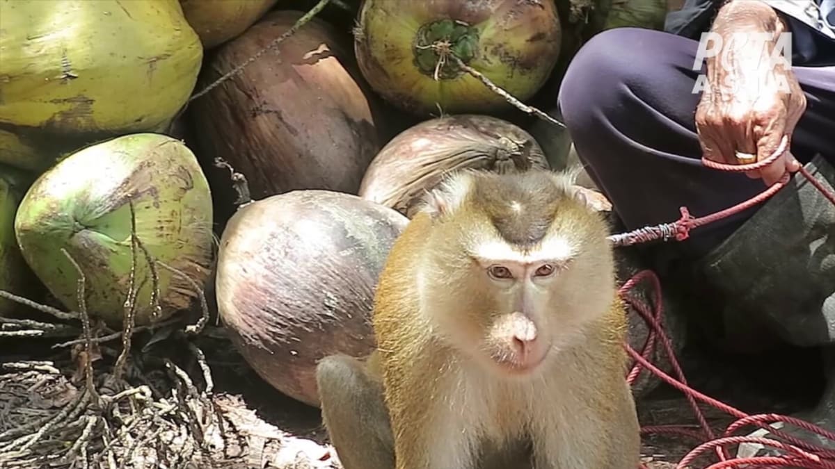Navzdory tlaku ochránců zvířat jsou opice i nadále nuceny sbírat kokosové ořechy.