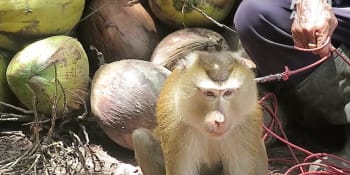 Ochránci osvobodili čtyři makaky z kokosových farem. Další na záchranu čekají
