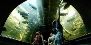 Amazonie na východě Čech: V obřím akváriu v Hradci Králové plave přes 500 exotických ryb