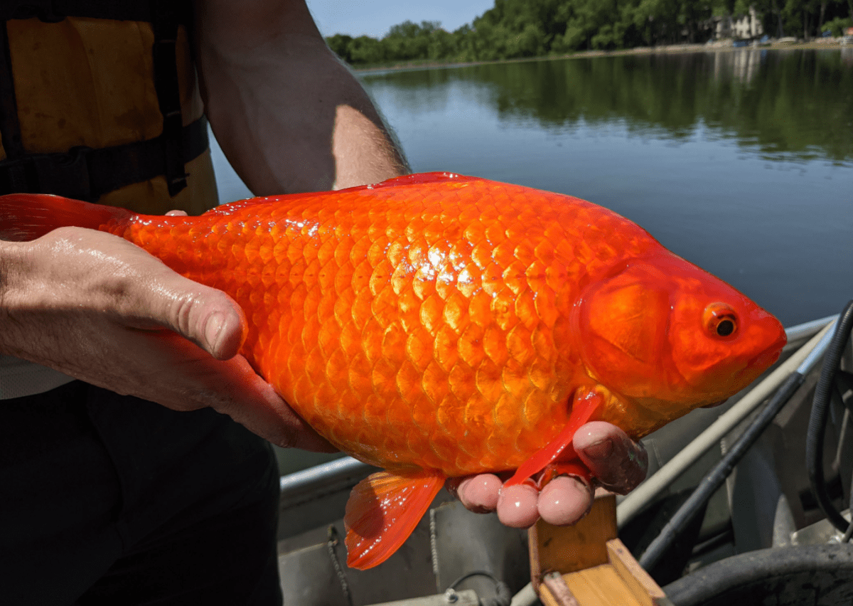 Rybáři v Minnesotě vylovili z jezera přerostlou zlatou rybku. (Autor: City of Burnsville)