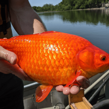 Rybáři v Minnesotě vylovili z jezera přerostlou zlatou rybku.