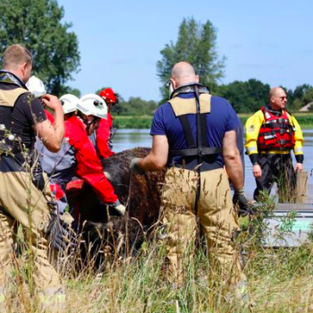 V Nizozemsku zachránili krávu, řeka ji odnesla 100 kilometrů