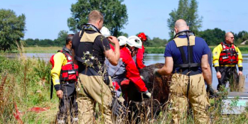 Dojemný příběh záplav. V Nizozemsku zachránili krávu, řeka ji odnesla 100 kilometrů