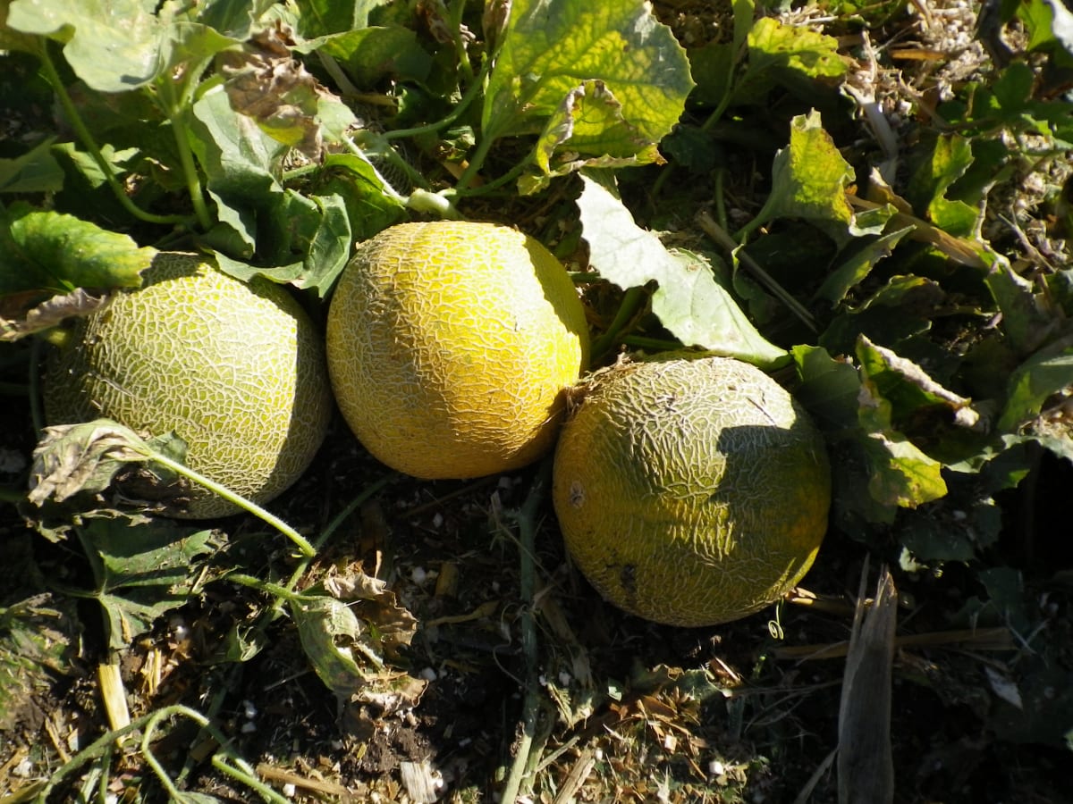 Cukrové (žluté) melouny jsou určené pro venkovní pěstování pouze v nejteplejších oblastech