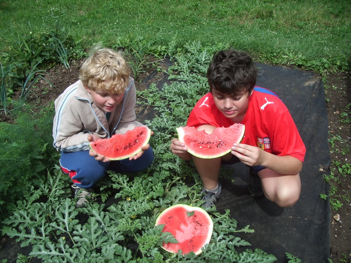 Před výsadbou melounů je vhodné sazenice otužovat