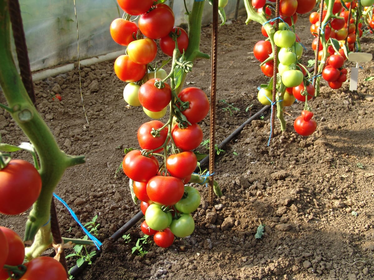 Rajčata patří k nejpěstovanějším plodinám