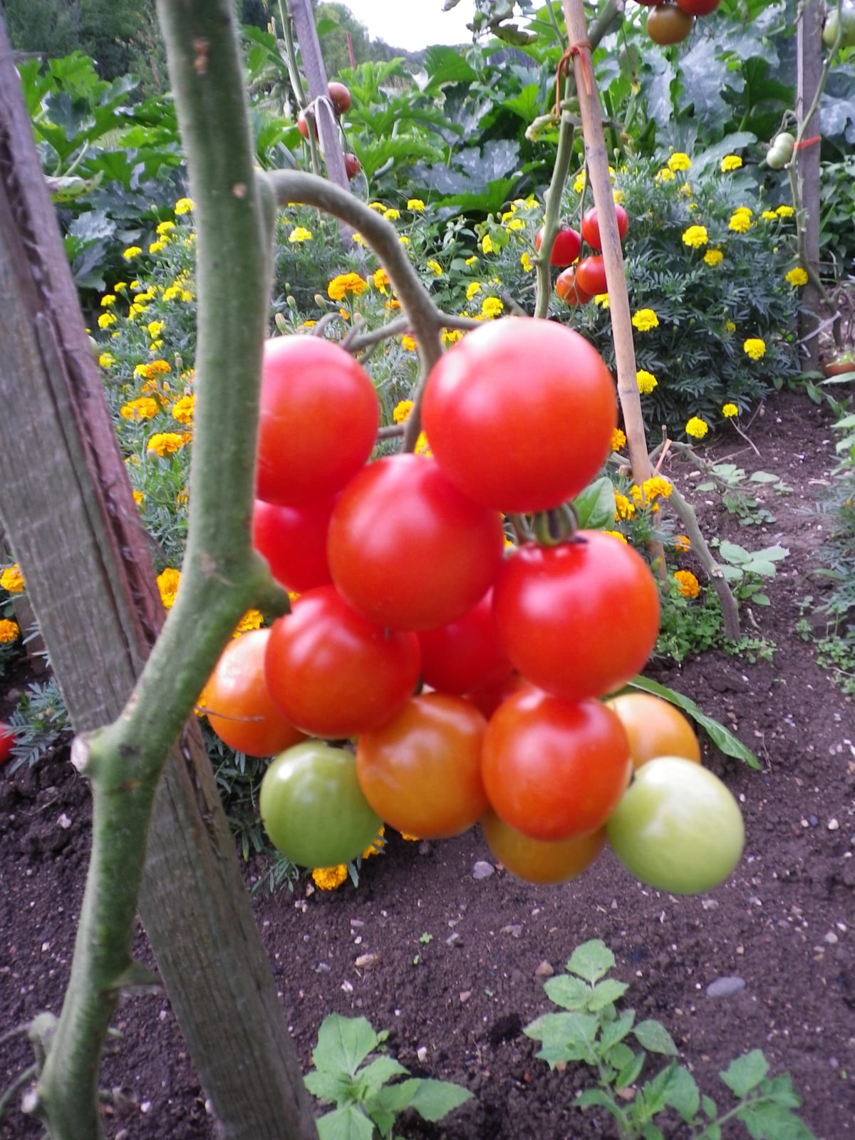 Odrůda Gallant F1 patří k nejoblíbenějším odrůdám rajčat u nás