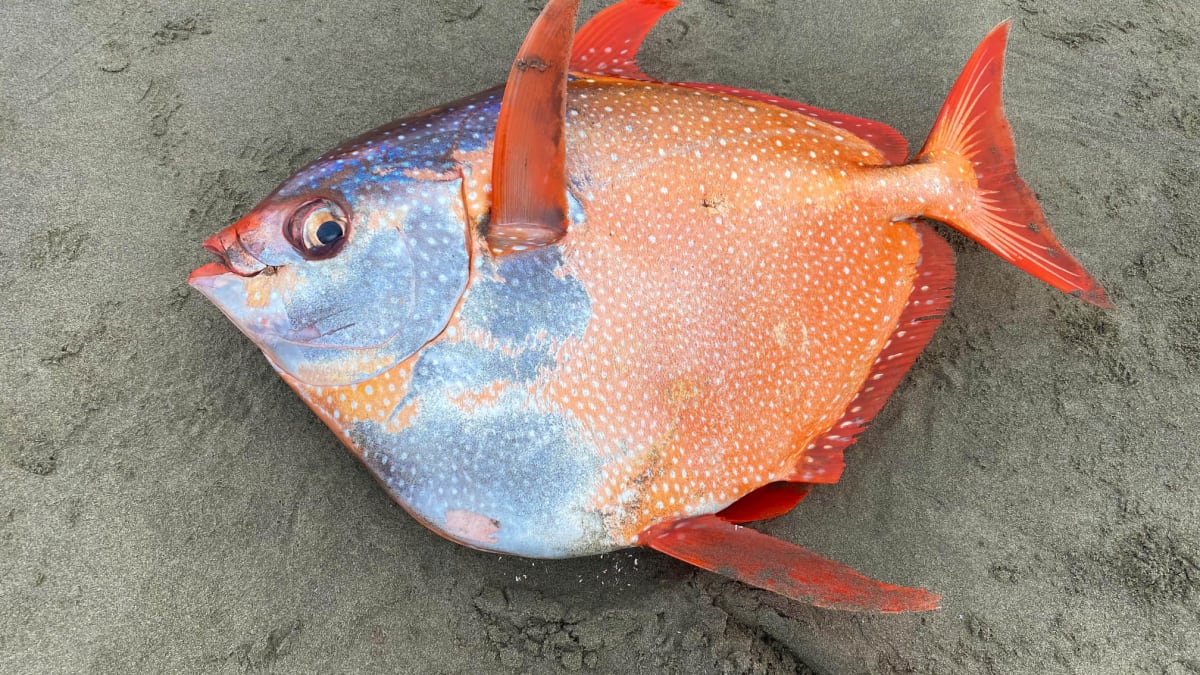 Moře v Oregonu vyplavilo velkou rybu čeledi leskyňovitých (autor: Seaside Aquarium)