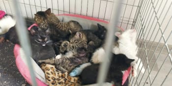 Kočky šplhaly na potrubí: Záplavy v Děčíně zničily kočičí depozitum