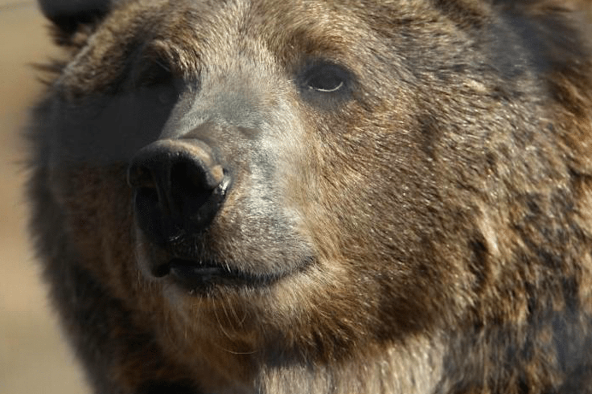 Muže na Aljašce napadl grizzly
