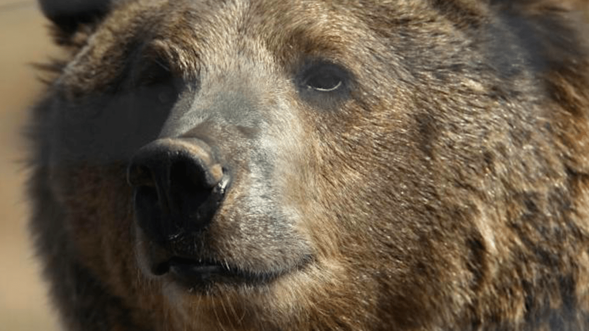 Muže na Aljašce napadl grizzly