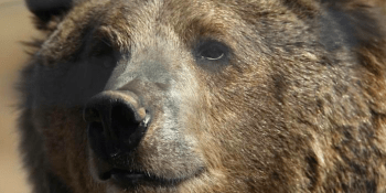 Muž v divočině týden bojoval s medvědem grizzlym o život. Zachránila ho šťastná náhoda