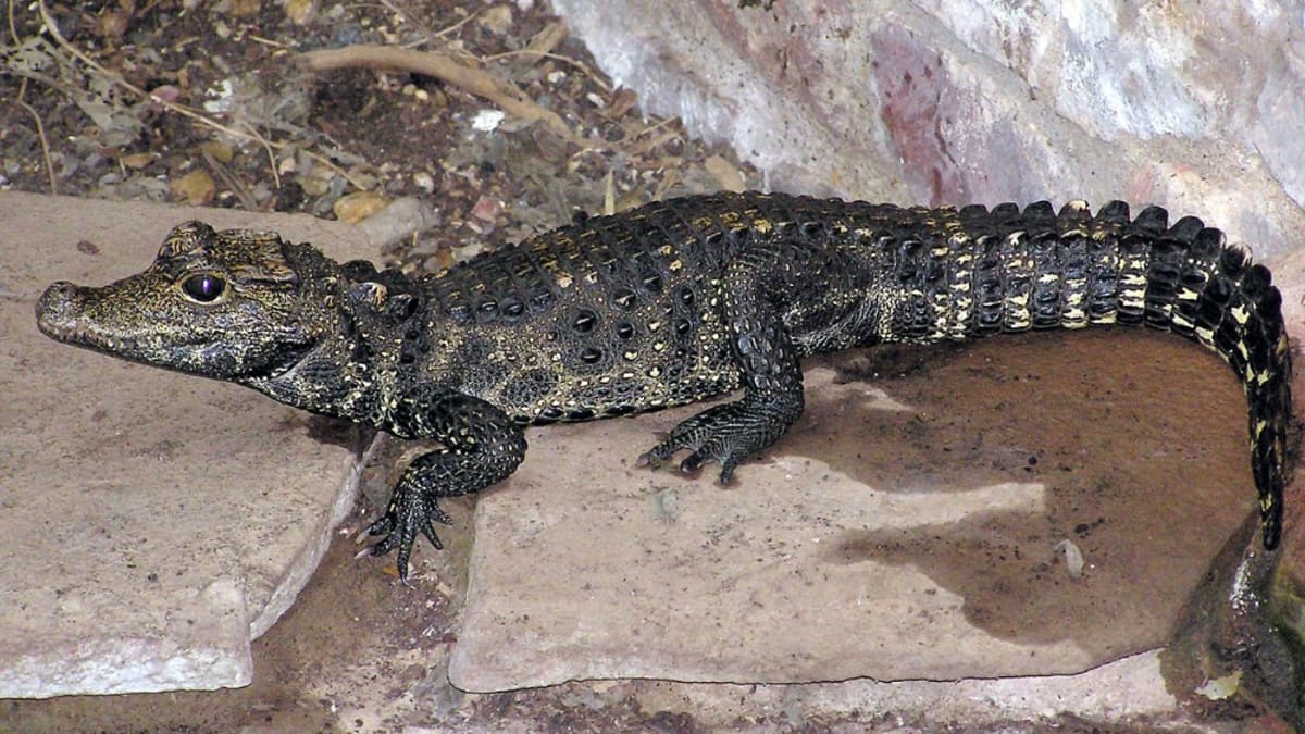 Zhruba metrový krokodýl, který v sobotu utekl chovateli ze zahrady v Ostravě-Hrabůvce, byl nalezen ve sklepě domu.