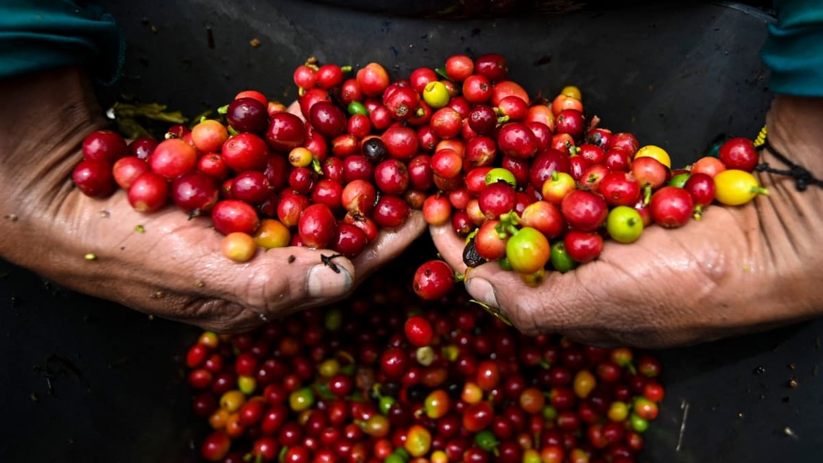 Někteří místí zpracovatelé kávy hlásí, že mají zásoby jen do konce září. Zdražení kávy je tak jen otázkou času.