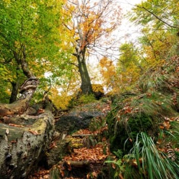 Jizerskohorské bučiny se dostaly na seznam UNESCO.