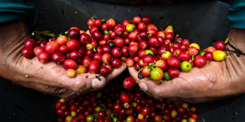 Káva nad zlato? Brazilskou úrodu likvidují mrazy a cena arabiky je nejvýše za sedm let