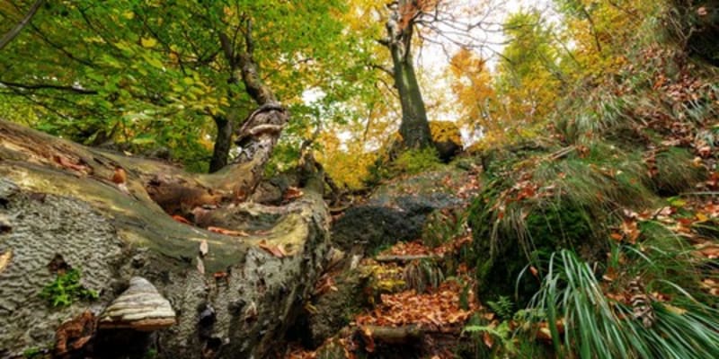 Jizerskohorské bučiny se dostaly na seznam UNESCO