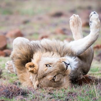 Lev ráno zastavil Nairobi, lidé propadli panice.