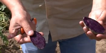 Fialová jako ostružina. Zemědělci na Vysočině pěstují zvláštní odrůdy brambor