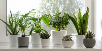 10 pokojových rostlin, které milují rozpálené okenní parapety