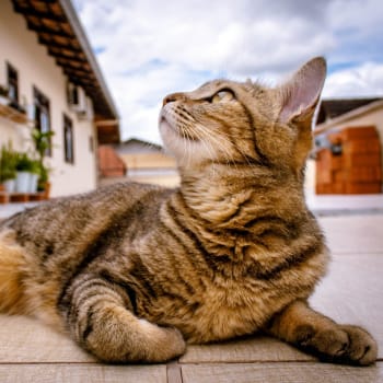 Kočka před domem (Ilustrační snímek)