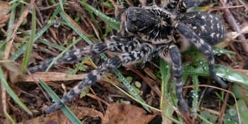 Na Slovensku se rozmnožil obří chlupatý pavouk. Jeho kousnutí může způsobit problémy