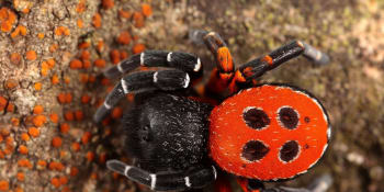 Jedovatí pavouci v Česku. Kteří jsou ti nejnebezpečnější a na jaké druhy si dát pozor?
