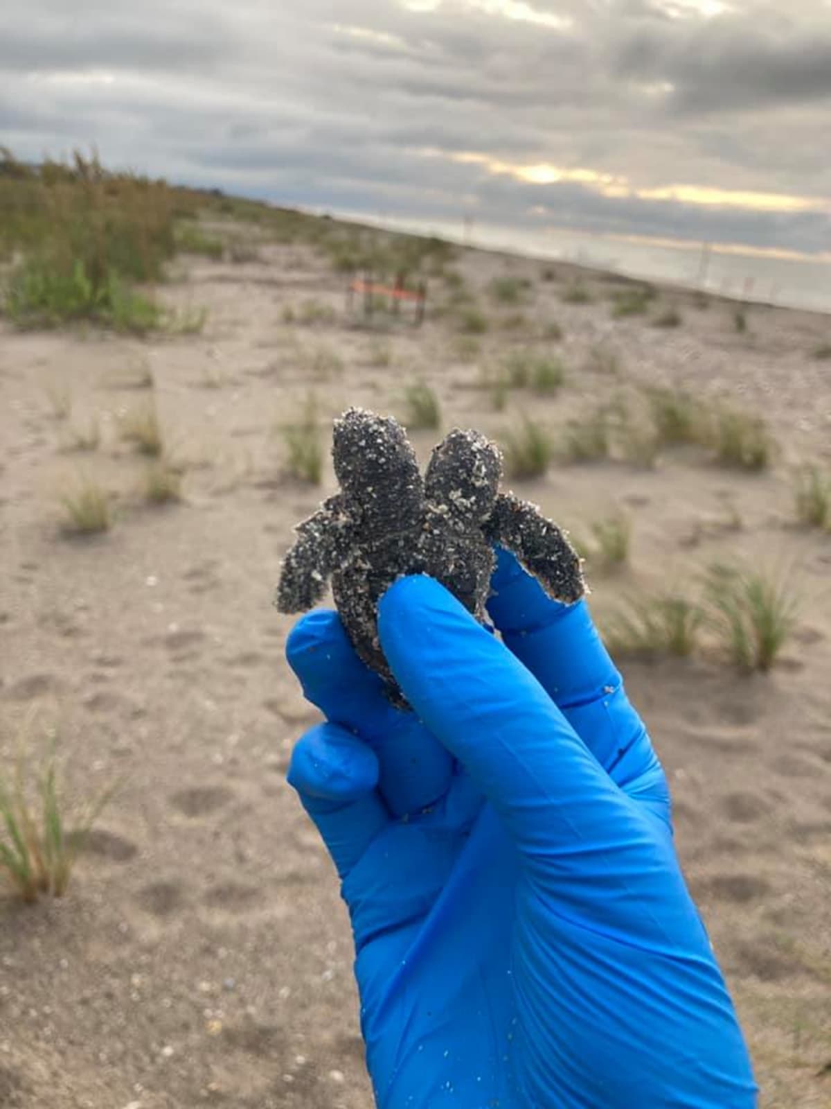 Na pláži v Jižní Karolíně dobrovolníci nalezli dvouhlavé mládě mořské želvy. (autor: South Carolina State Parks)