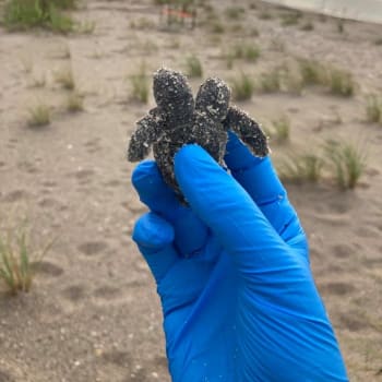 Na pláži v Jižní Karolíně dobrovolníci nalezli dvouhlavé mládě mořské želvy.