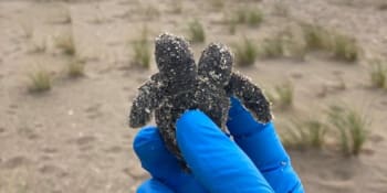 Hříčka přírody. Na pláži našli dobrovolníci dvouhlavé mládě mořské želvy
