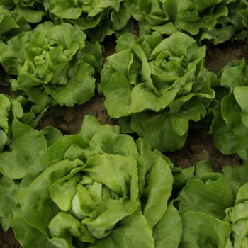 Ozimé saláty přezimují venku a poskytnou brzkou jarní sklizeň, perfektní je odrůda Humil