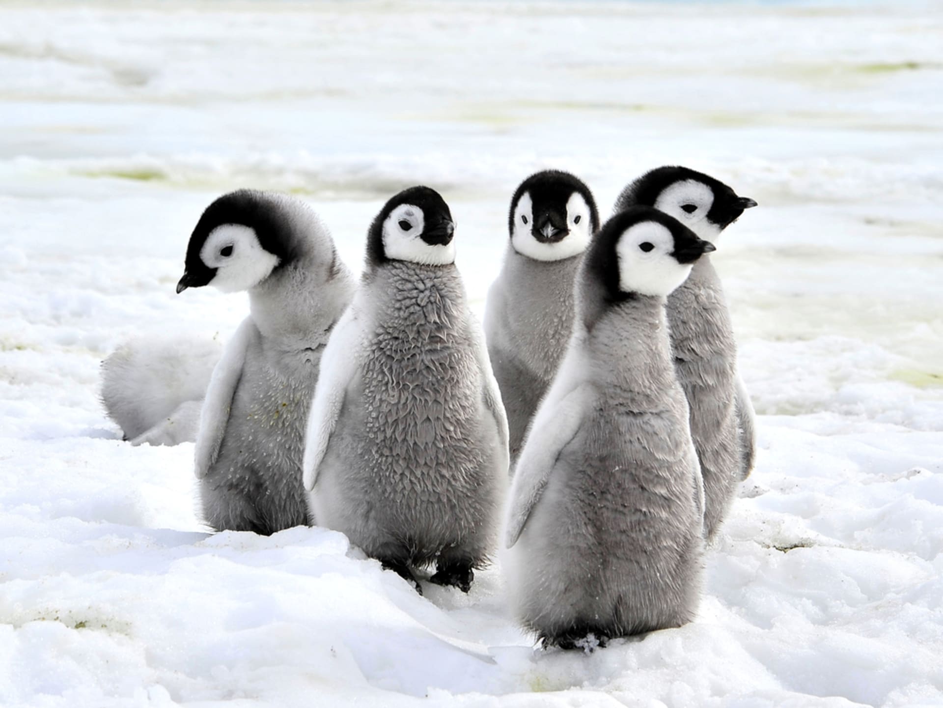 Podle nové studie by mohla populace tučňáka císařského do konce tohoto století téměř vyhynout. 