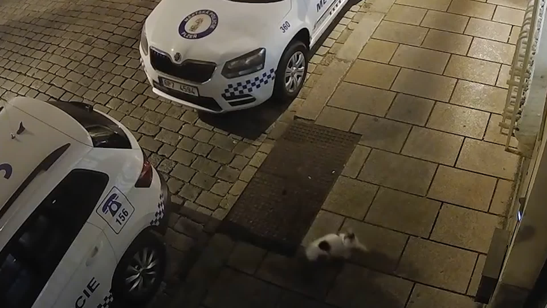 Kočka se v Plzni zřítila přímo na policejní auto. Usvědčily ji kamerové záznamy. 