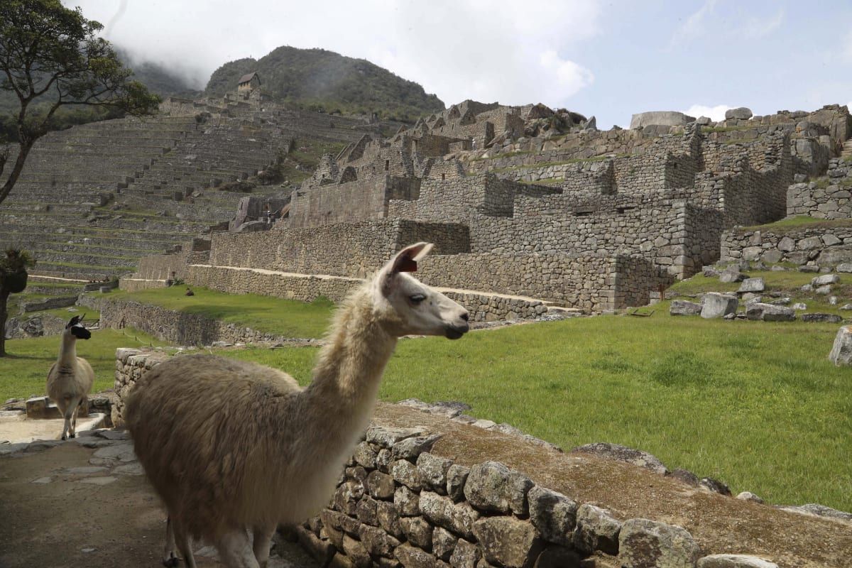 Během pandemie byly jedinými návštěvníky Machu Picchu lamy.