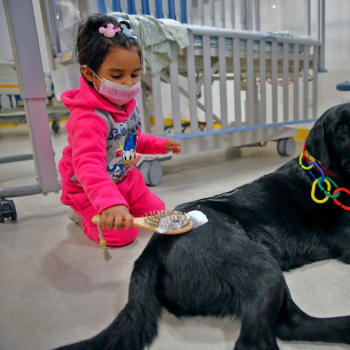Terapeutičtí psi pomáhají v chilské nemocnici.
