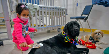 Čtyřnozí „doktoři“ pomáhají s léčbou dětí. Terapeutičtí psi v nemocnicích vyrůstají