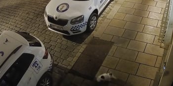 Neznámý vandal poničil strážníkům auto. Záznam z kamer ukázal, že to byla kočka