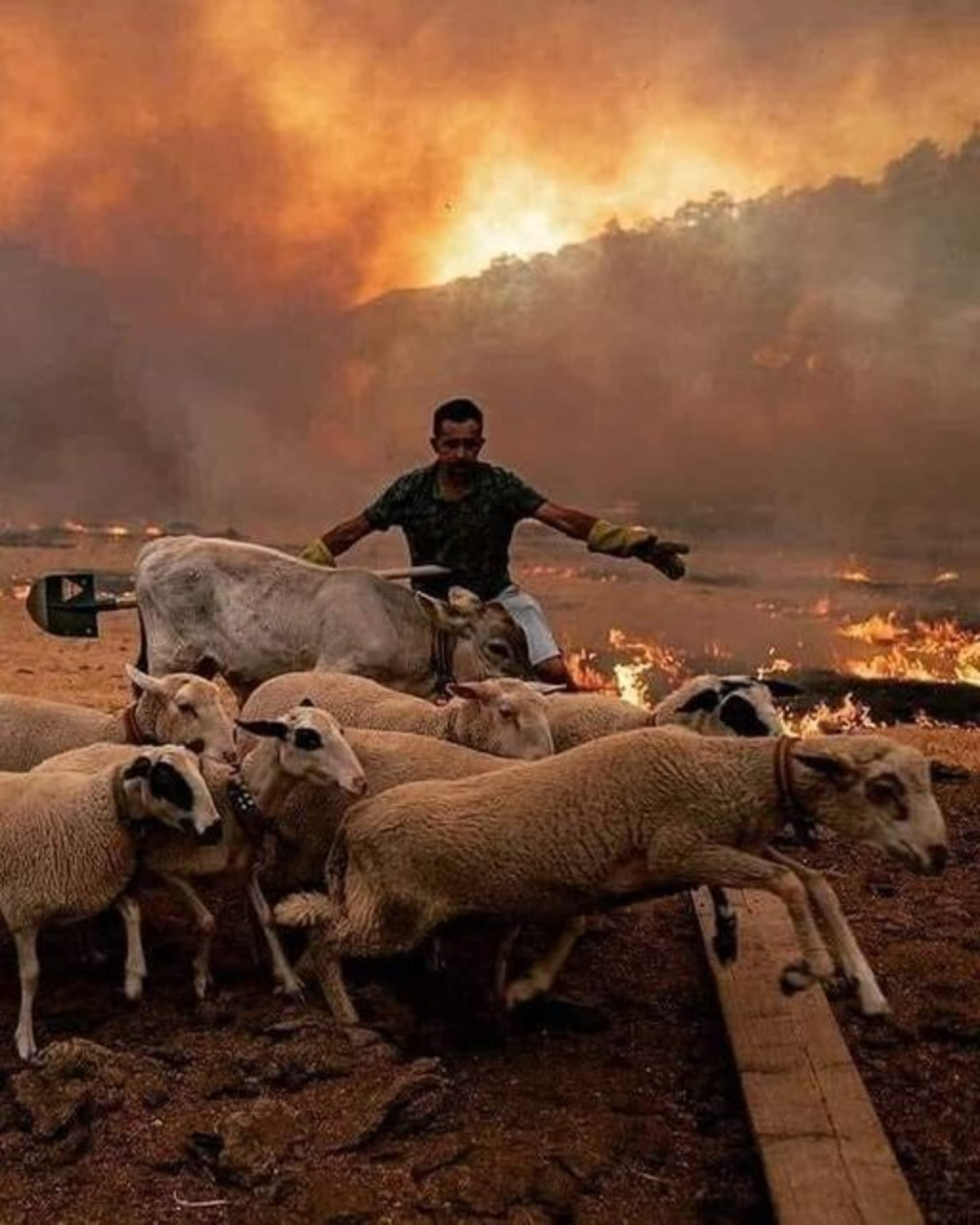 Před požáry utíkají i zvířata.