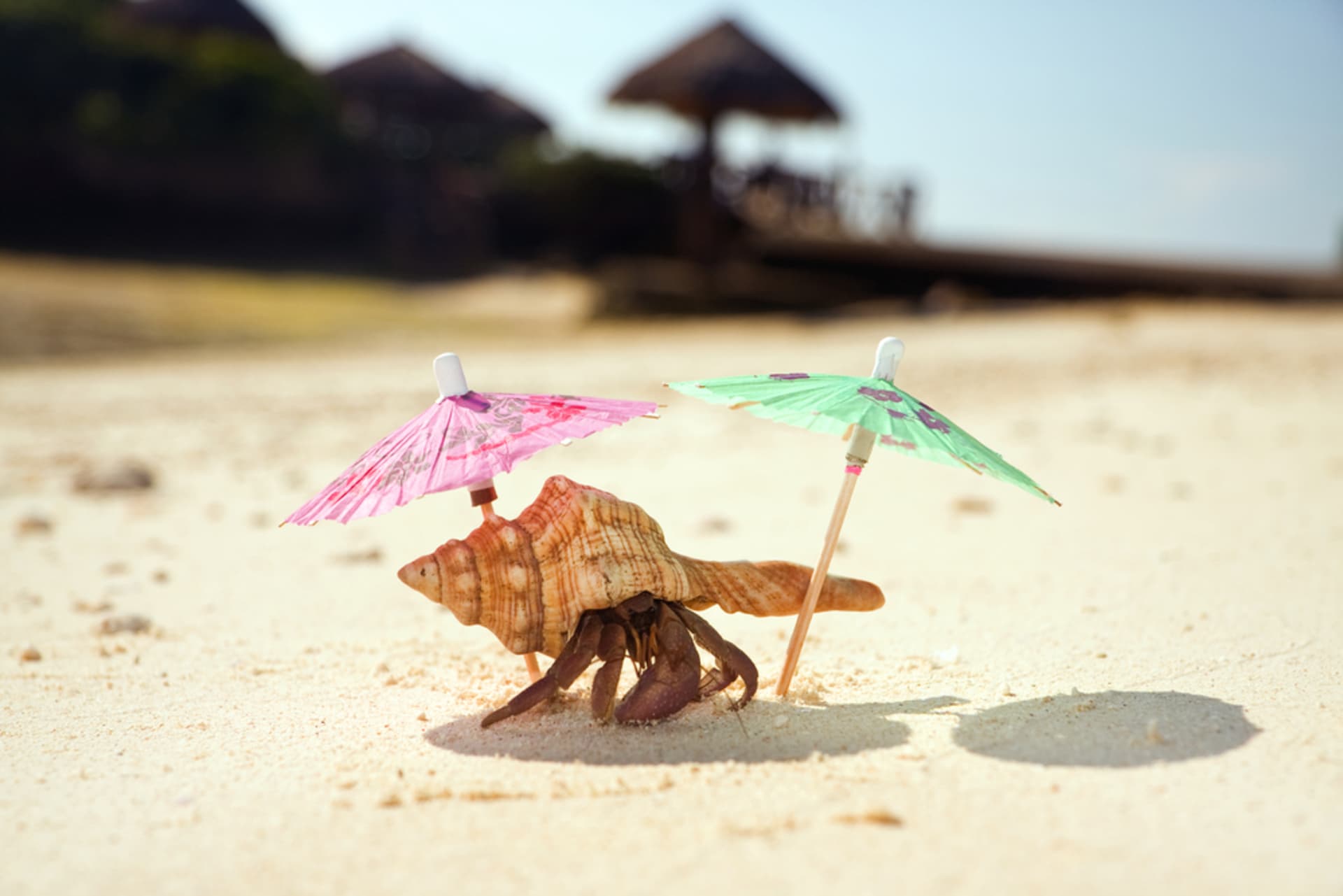 Rak poustevníček relaxuje pod deštníčky.