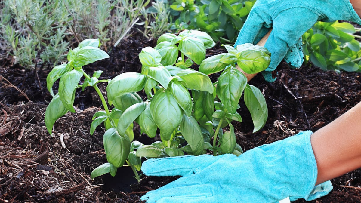 Bazalka je nejvyhledávanější bylinka, které se ale dobře daří hlavně ve sklenících