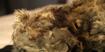 Tělo lvíčete z doby ledové je téměř neporušené. Má drápy, srst i vousy, jásají vědci